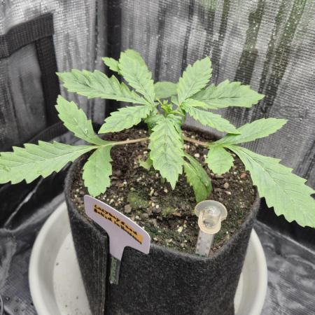 Sensis Cherry Strudel