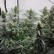 CCG / Sensi Malibu OG Gold