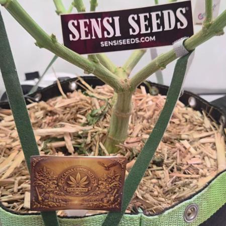 CCG / Sensi Malibu OG Gold