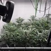 Kannabias Cherry Dream