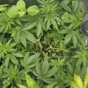 T.H.Seeds Bubble Banana Gum