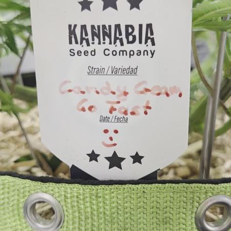 Kannabia Candy Cream Go Fast