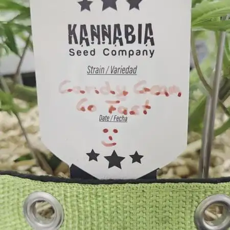 Kannabia Candy Cream Go Fast
