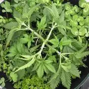 Kannabias Cherry Dream