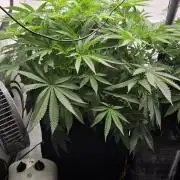 Kannabias Cherry Dream