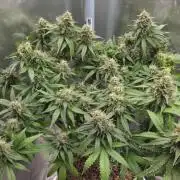 Kannabia Sunset Sherbet Go Fast