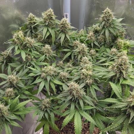 Kannabia Sunset Sherbet Go Fast