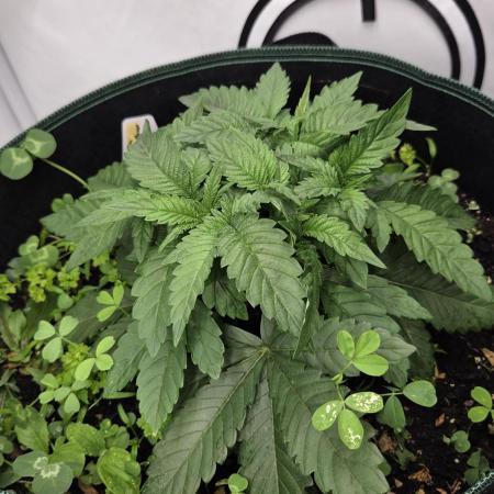Kannabias Karibbean Mango