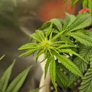 Gorillamelon (Pringles-Cup)