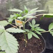 CCG / Sensi Malibu OG Gold