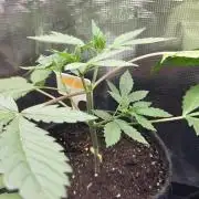 CCG / Sensi Malibu OG Gold
