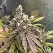 Kannabia Candy Cream Go Fast
