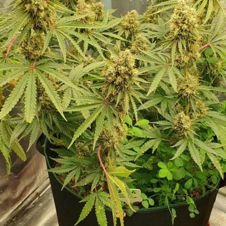T.H.Seeds Bubble Banana Gum