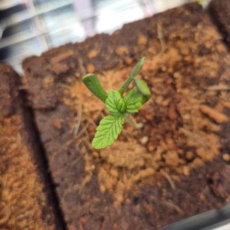 Lazyboyseeds Baked in Hossegor