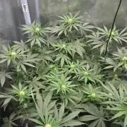 Afghan Noir