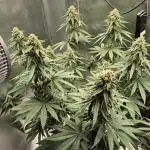 Kekse aus den Tropen