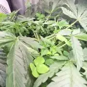 T.H.Seeds Bubble Banana Gum