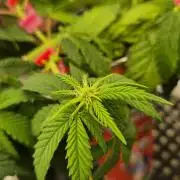 Gorillamelon (Pringles-Cup)