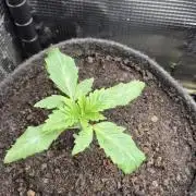 Sensis Cherry Strudel