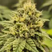 Gorillamelon (Pringles-Cup)