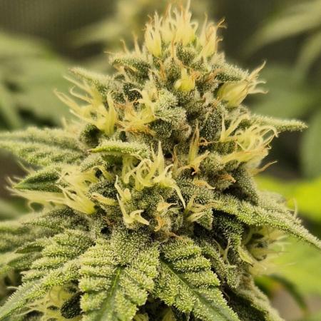 Gorillamelon (Pringles-Cup)