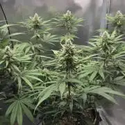 Kannabia Candy Cream Go Fast