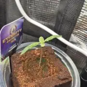 Eternity Grow Cup 2026