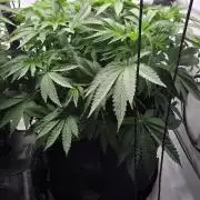 Kannabias Karibbean Mango