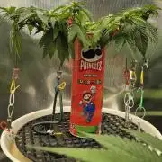 Gorillamelon (Pringles-Cup)