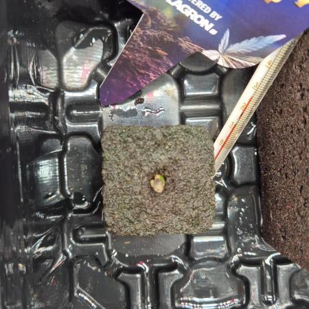 Eternity Grow Cup 2026