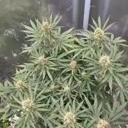 T.H.Seeds Bubble Banana Gum