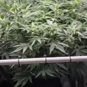 Kannabias Karibbean Mango