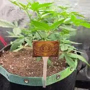 CCG / Sensi Malibu OG Gold