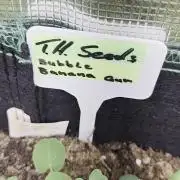 T.H.Seeds Bubble Banana Gum