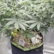 Kannabia Sunset Sherbet Go Fast