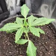 Sensis Cherry Strudel