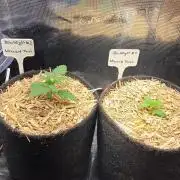 365nm Wizardtrees