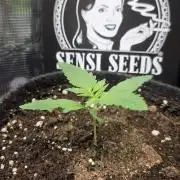 CCG / Sensi Malibu OG Gold