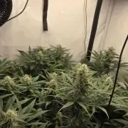 Kannabias Cherry Dream
