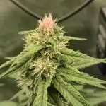 Kekse aus den Tropen