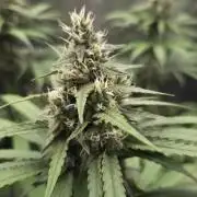 Kannabia Candy Cream Go Fast