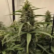 Kannabias Cherry Dream