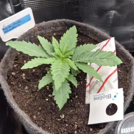 Kush für Karen