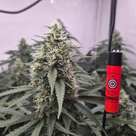 Kannabias Cherry Dream