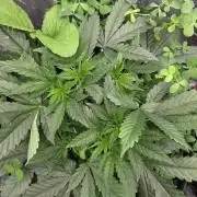 Afghan Noir