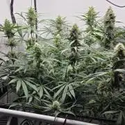 CCG / Sensi Malibu OG Gold