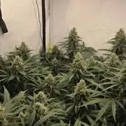 Kannabias Cherry Dream