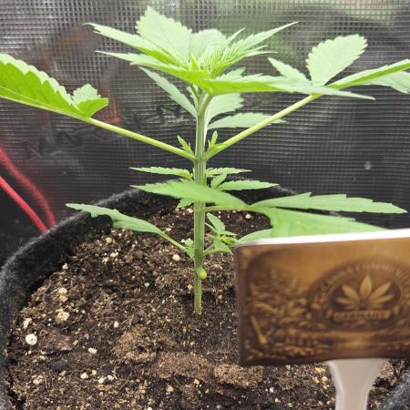 CCG / Sensi Malibu OG Gold