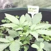 T.H.Seeds Bubble Banana Gum
