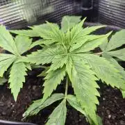 Eternity Grow Cup 2026